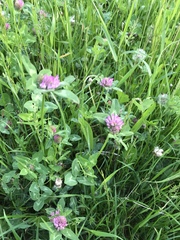 Trifolium pratense