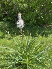 Asphodelus macrocarpus