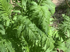 Tanacetum vulgare