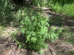 Tanacetum vulgare
