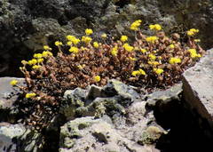 Aeonium saundersii