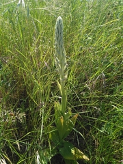 Himantoglossum hircinum hircinum