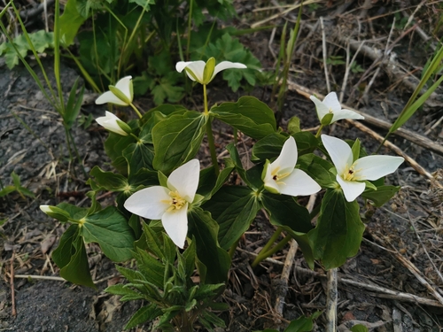 Image of Trillium camschatcense by (c) Валерия Ковалева, some rights reserved (CC BY)