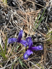 Iris uniflora