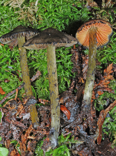Hygrocybe astatogala