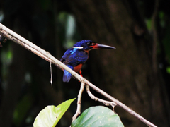 Alcedo meninting