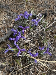 Iris uniflora