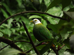 Ptilinopus melanospilus