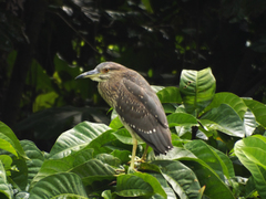 Nycticorax nycticorax