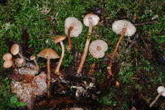 Collybiopsis rimutaka