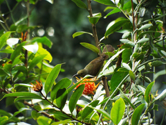 Anthreptes malacensis