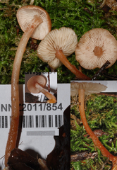 Collybiopsis rimutaka