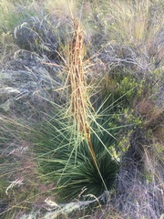 Aciphylla subflabellata