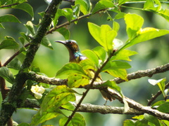 Anthreptes malacensis