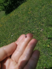 Cryptocephalus biguttatus