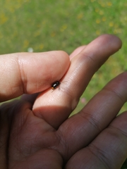 Cryptocephalus biguttatus