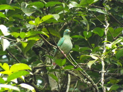 Ptilinopus melanospilus