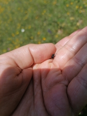 Cryptocephalus biguttatus