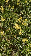 Alchemilla alpigena