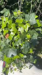 Hedera helix
