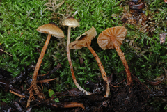 Lepiota calcarata