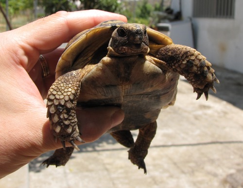Greek Tortoise, Lebanon, photo 9 of 10