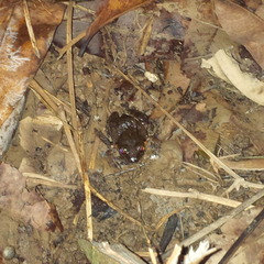 Leptodactylus albilabris