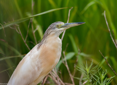 Squacco Heron