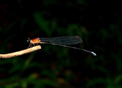 Indosticta deccanensis