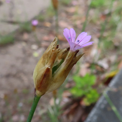 Petrorhagia nanteuilii