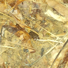 Leptodactylus albilabris