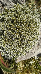 Arenaria erinacea
