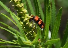 Trichodes bibalteatus