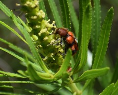 Trichodes bibalteatus
