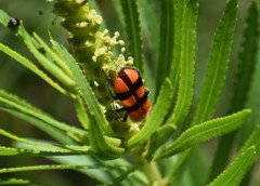 Trichodes bibalteatus