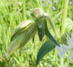 Silene latifolia