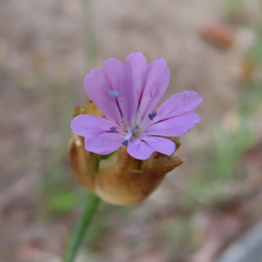 Petrorhagia nanteuilii