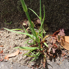 Petrorhagia nanteuilii