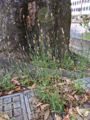 Petrorhagia nanteuilii