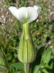 Silene latifolia