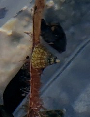 Phasianotrochus irisodontes