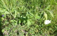 Silene latifolia