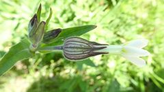 Silene latifolia