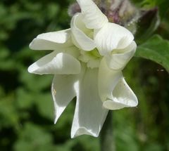 Silene latifolia