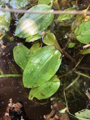 Potamogeton pulcher