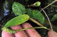 Potamogeton pulcher
