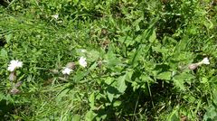 Silene latifolia