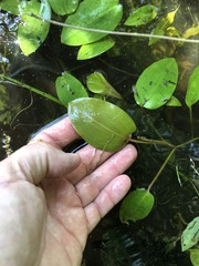 Potamogeton pulcher