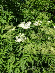 Sambucus nigra