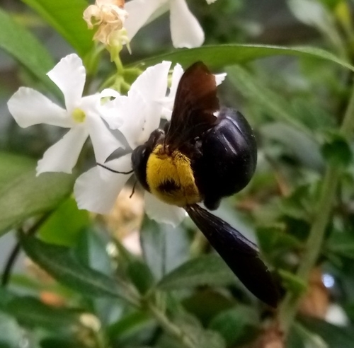Pubescent Carpenter Bee photo 5